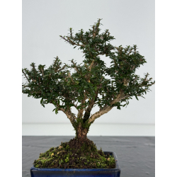 Serissa Microphylla I-8249 vista 2