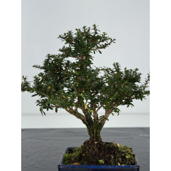 Serissa Microphylla I-8249 vista 3