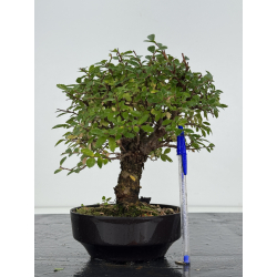 Zelkova nire I-8250