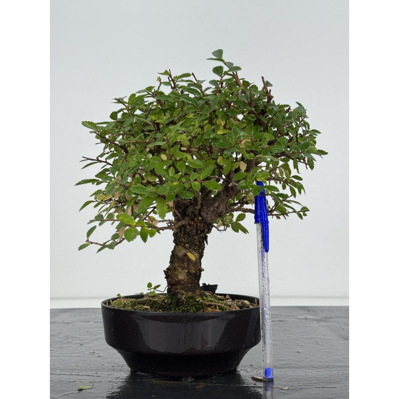 Zelkova nire I-8250