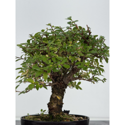 Zelkova nire I-8250 view 2