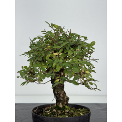 Zelkova nire I-8250 view 3