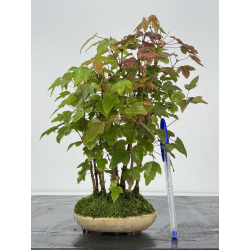 Acer buergerianum I-8251