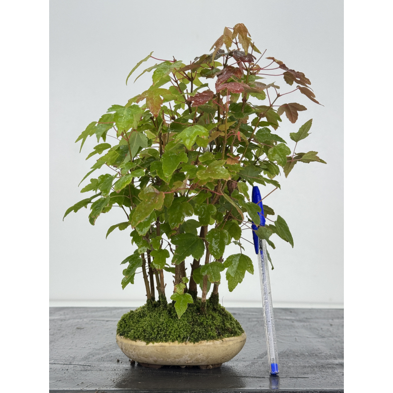 Acer buergerianum I-8251 Acer buergerianum I-8251