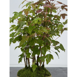 Acer buergerianum I-8251 view 2