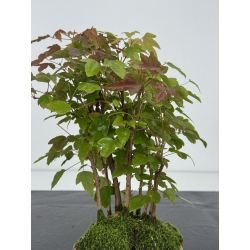 Acer buergerianum I-8251 view 3