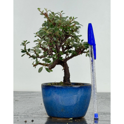 Cotoneaster I-8252