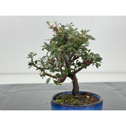 Cotoneaster I-8252 view 2