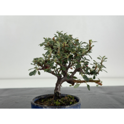 Cotoneaster I-8252 view 3