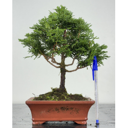 Chamaecyparis obtusa -hinoki- I-8253