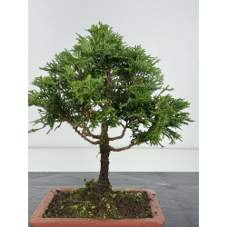 Chamaecyparis obtusa -hinoki- I-8253 view 2