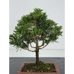Chamaecyparis obtusa -hinoki- I-8253 view 3