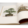 Libro Bonsái es belleza y tradición, por Adachi Kenji | Laos Garden
