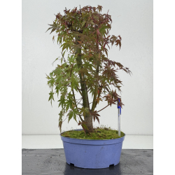 Acer palmatum yamamomiji I-8256
