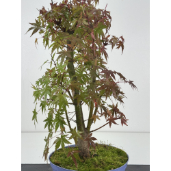 Acer palmatum yamamomiji I-8256 vista 2