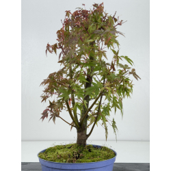 Acer palmatum yamamomiji I-8256 vista 3
