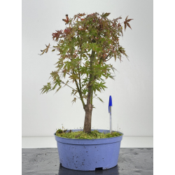Acer palmatum yamamomiji I-8257