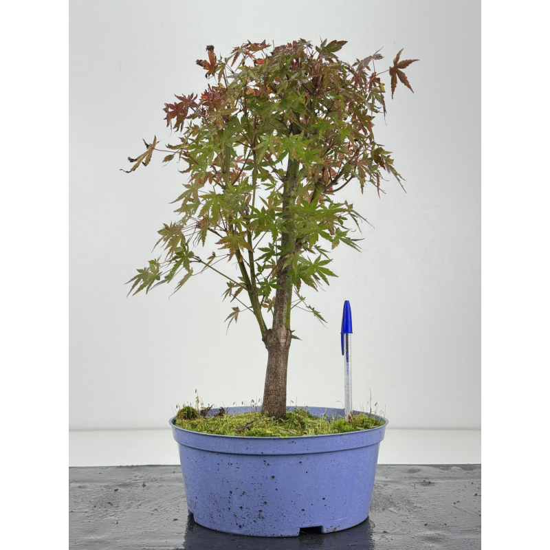 Acer palmatum yamamomiji I-8257