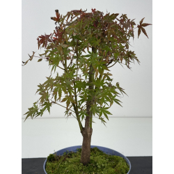 Acer palmatum yamamomiji I-8257 vista 2