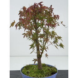 Acer palmatum yamamomiji I-8257 vista 3