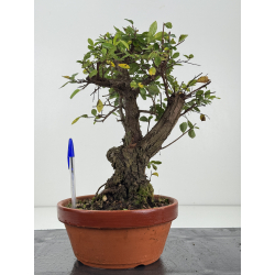 Zelkova nire I-8258
