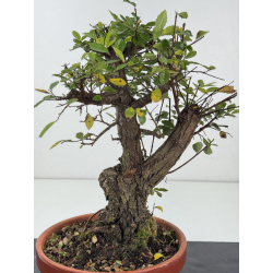 Zelkova nire I-8258 vista 2