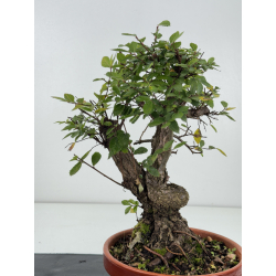 Zelkova nire I-8258 vista 3