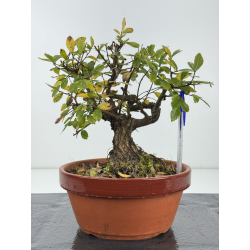 Zelkova nire I-8259