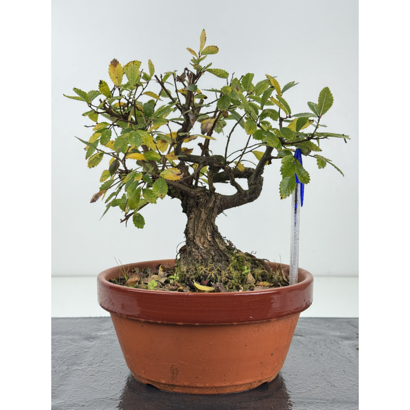 Zelkova nire I-8259
