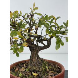 Zelkova nire I-8259 vista 2