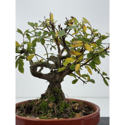 Zelkova nire I-8259 vista 3