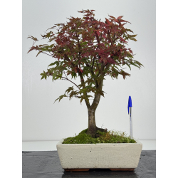 Acer palmatum deshojo I-8260