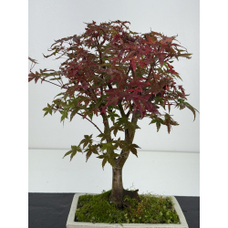 Acer palmatum deshojo I-8260 vista 2
