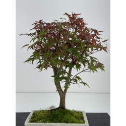 Acer palmatum deshojo I-8260 vista 3
