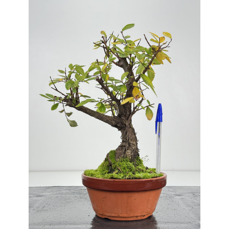 Zelkova nire I-8261