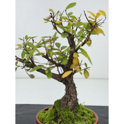 Zelkova nire I-8261 vista 2