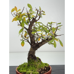 Zelkova nire I-8261 vista 3