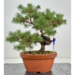 Pinus sylvestris -pino s- europeo- I-8262