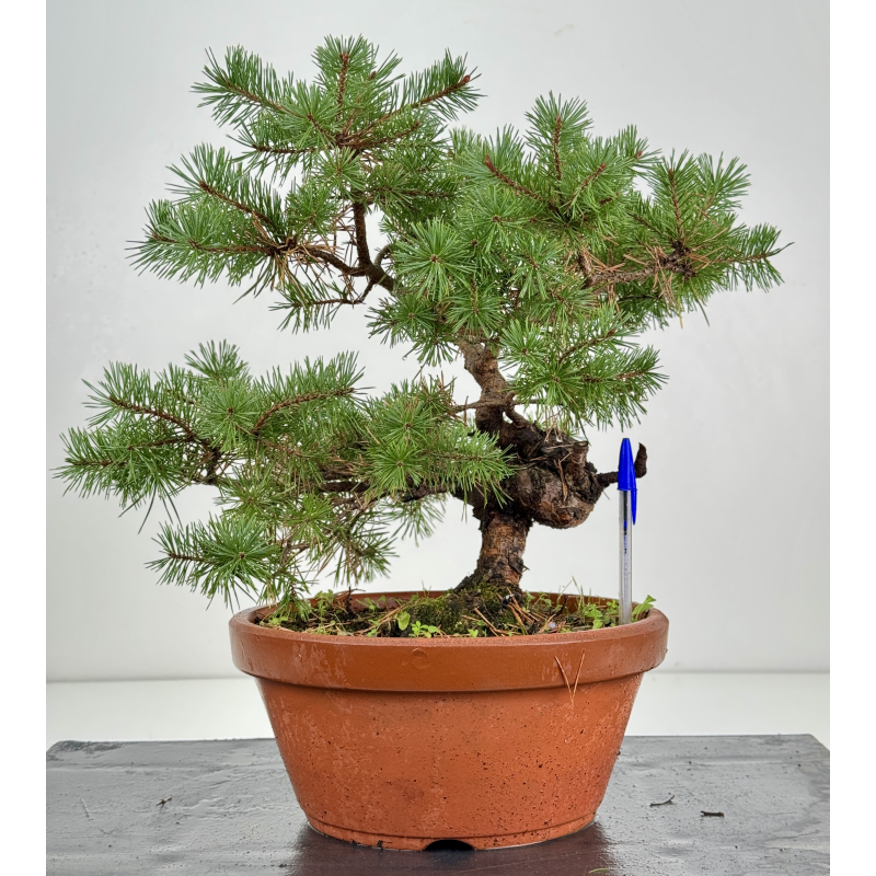 Pinus sylvestris I-8262