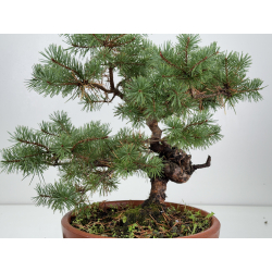Pinus sylvestris -pino s- europeo- I-8262 vista 2