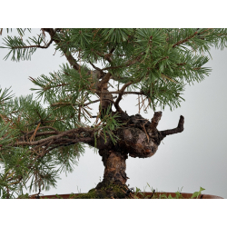 Pinus sylvestris -pino s- europeo- I-8262 vista 3