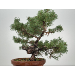 Pinus sylvestris I-8262 view 4