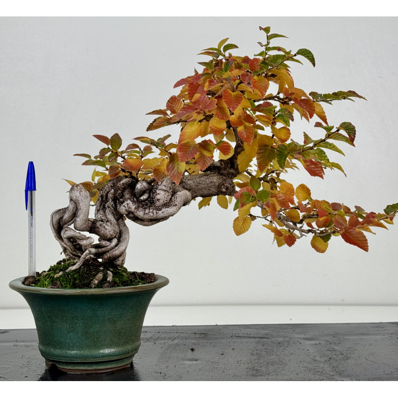 Carpinus turczaninovii  I-7740 new view