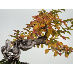 Carpinus turczaninovii  I-7740 new view 2