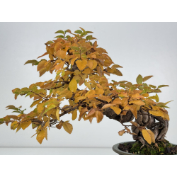 Carpinus turczaninovii -carpe coreano- I-7740 vista nueva 3