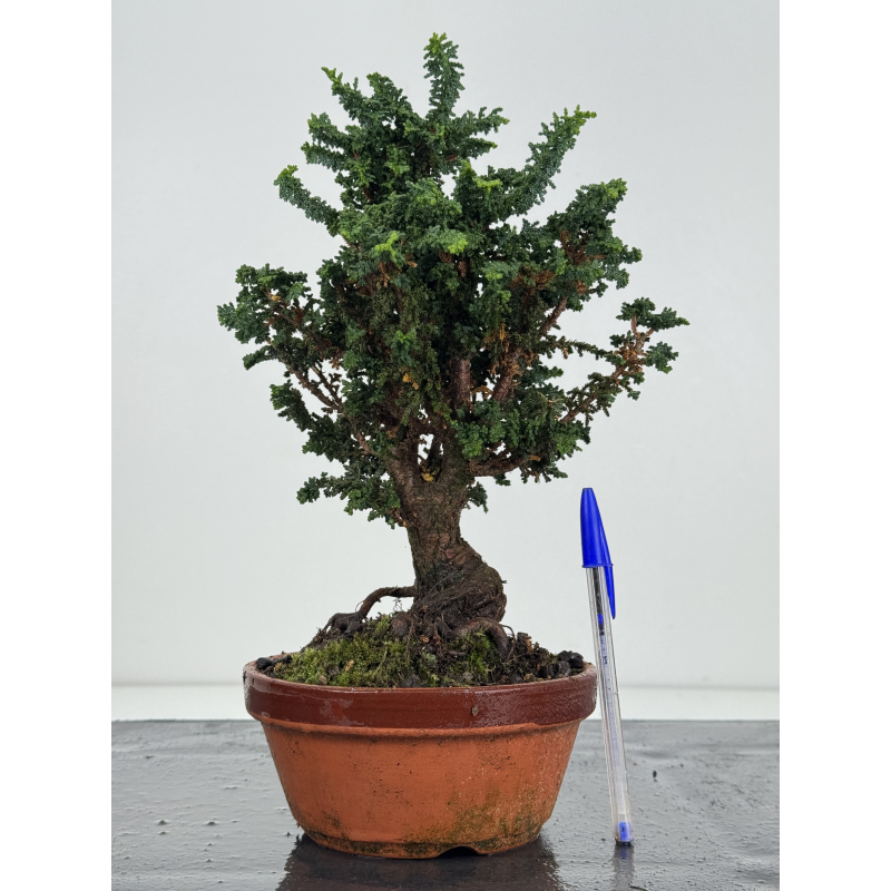 Chamaecyparis sekka-hinoki I-8263