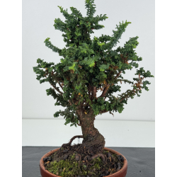 Chamaecyparis sekka-hinoki I-8263 vista 2