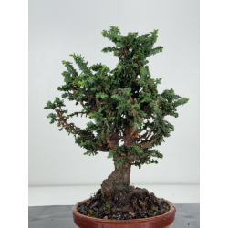 Chamaecyparis sekka-hinoki I-8263 vista 3