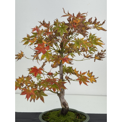 Acer palmatum I-8264 vista 2