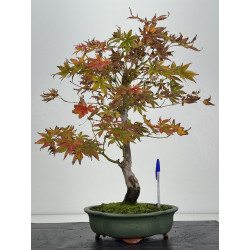 Acer palmatum I-8264